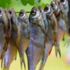 The Ultimate Guide to Dry Fish: Types, Benefits, and Uses
